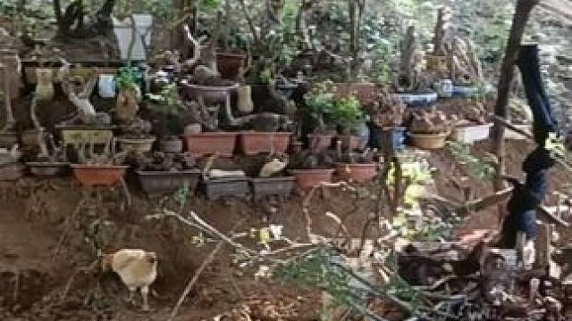 #别墅庭院植物 #老桩盆景 #盆景艺术