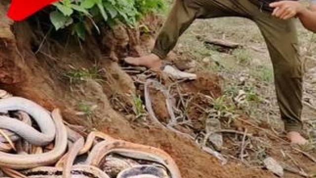 越南两名男子作死，跑到野外挖土洞，最后竟捉到百十条乌梢蛇！ #越南捕蛇人 #乌梢蛇 