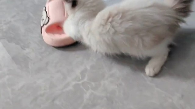 会拆家的毛孩子你家有吗