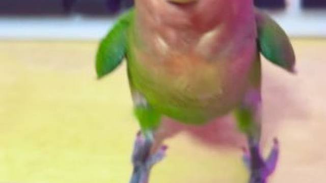 真是饭可以乱吃，话不能乱讲！万物皆可咬，不服咬到我服#手养鹦鹉 #意不意外 #动物的迷惑行为 #牡丹