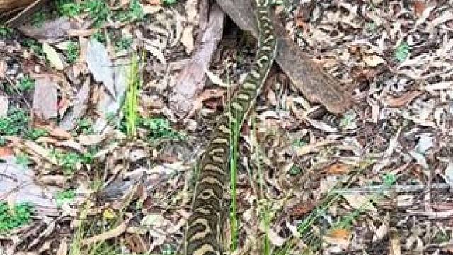 把地毯蟒放归野外 #国外视频分享 #专业操作请勿模仿 #野生动物保护