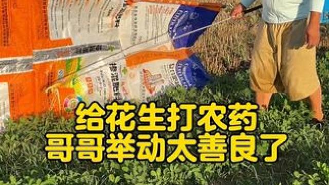 家里花生地里长满了草 ，下午和哥哥去地里给花生到打除草剂 。哥哥不经意的一个举动 展现了刻在骨子里的