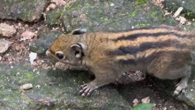 三清山上的松鼠好小巧好可爱