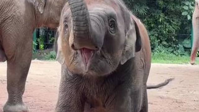 小丹尼要到长隆该有多好#小象丹尼 #长隆野生动物园 #大象丹尼 #非洲野生大象