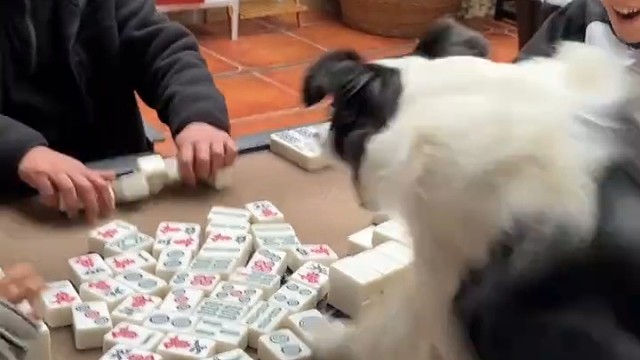 狗狗狂起来是什么样子？要怎么样去制服它