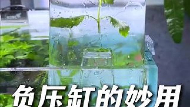 负压鱼缸我推荐很多次了，不会还有鱼友不知道它的隐藏用法吧！ #负压鱼缸 #负压缸 #水族用品 #喂鱼