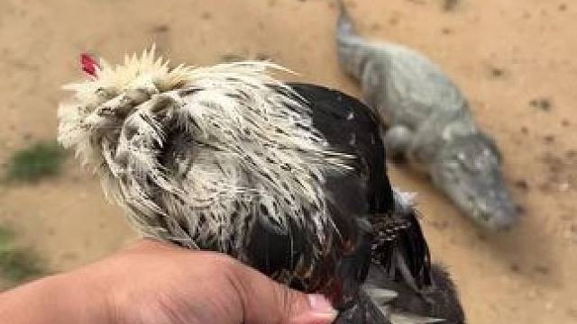 钵钵鸡……帅不过三秒#鳄鱼