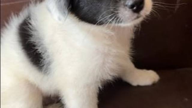 这委屈的小眼神！哈哈#方言