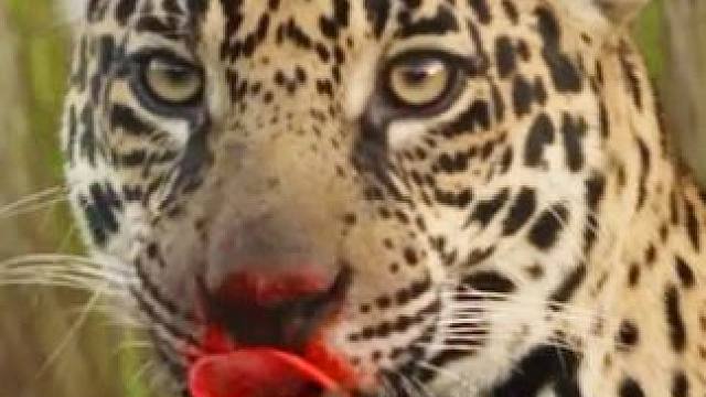 善鳄到头终有豹！ #陌陌 #纪录片 #动物