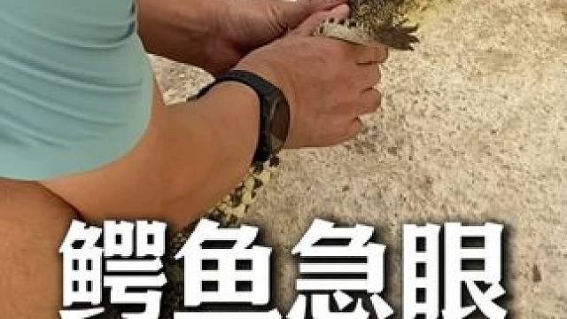 原来小鳄鱼被惹毛了，也是要咬人的 #鳄珍 #鳄鱼皮具 #鳄鱼养殖场