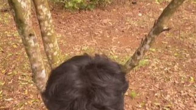 非洲嘟嘟 #原创视频 #外国人真会玩 #荒野生存 #优质农产品 #宠物迷惑行为大赏