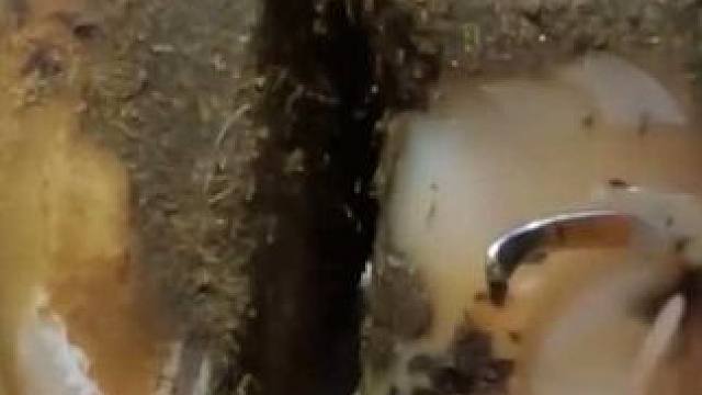 又是治愈牛牛的一天啊#解压#修牛蹄