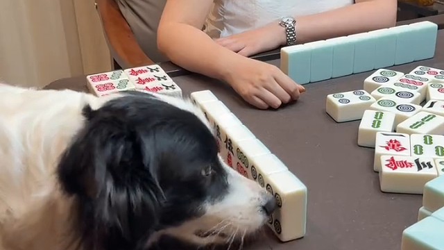 狗打麻将怎么会那么顺呢