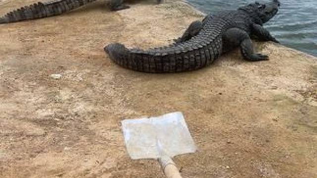 告诉你老大谁才是王#非专业人士请勿模仿