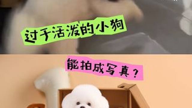 最近郑州很多宠物狗狗家长
都在问我一个共性的问题：我家狗特别活泼，特别不听话，特别不受控制，不知道能