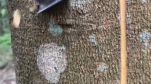 泰国白色乳胶的收取过程！ #乳胶 #橡胶 #山货 #解压 #解压视频