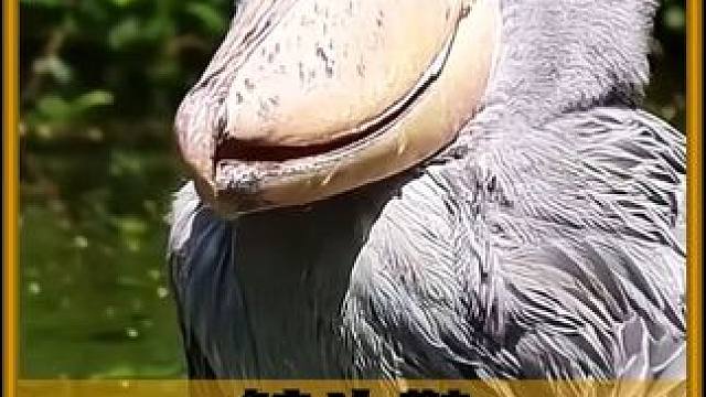 世界上最有礼貌的鸟！ #内容启发搜索