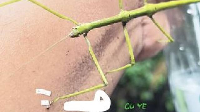 来看看福建的热带雨林。年轻不嗨，老年痴呆