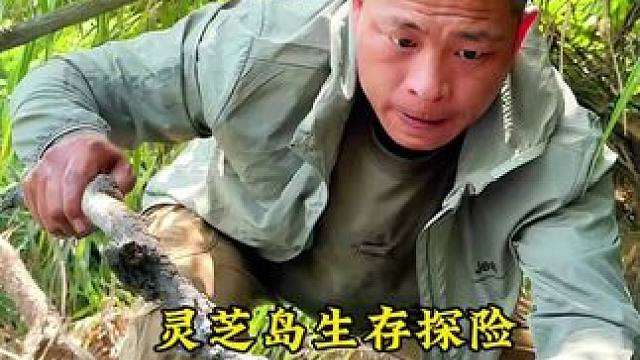 灵芝岛生存探险 第5集淤泥中的大青蟹#原创视频 #荒野生存 #户外 #探险