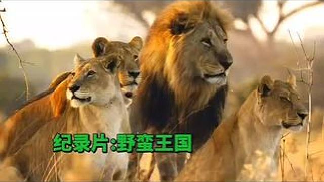 纪录片:野蛮王国 #野蛮王国 #雄狮 #动物世界