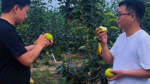 等了一年的沙梨熟了，应季吃的鲜果，天热吃一口真解暑！ #三农 #梨子 #新鲜采摘