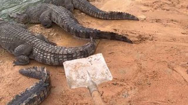 我的出现 可能你的梦要来了#非专业人士请勿模仿