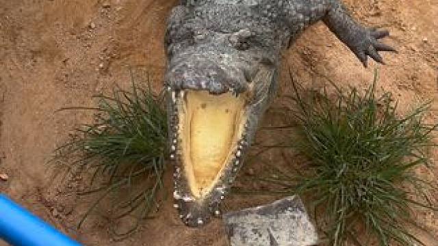 你敢凶我 我可是你们的王#非专业人士请勿模仿