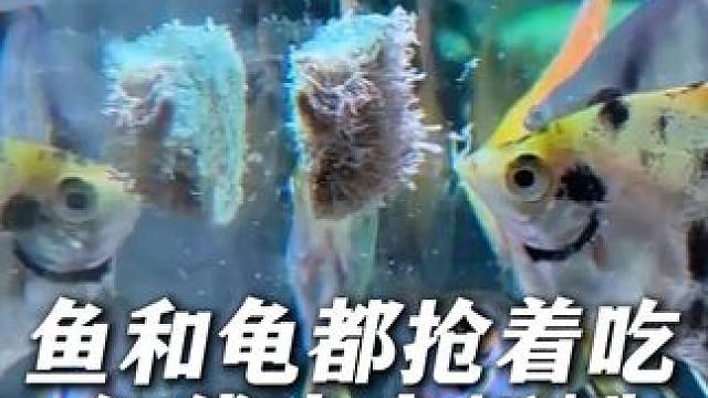 这个水蚯蚓鱼粮我推荐过很多次了，三个好处你一定要知道！ #水蚯蚓  #水蚯蚓红线虫 #鱼粮 #喂鱼 