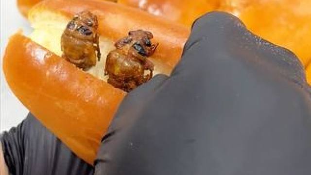 北方人都知道这个吧，这虫也叫“金蝉”，是夏季不可多得的美味，把它夹在面包里更是一道奇特的美食，哈哈#