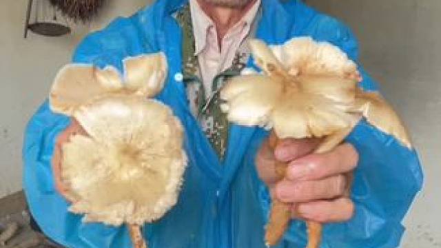 大山里的鸡枞菌美食 #鸡枞菌 #美食 #野生菌 #农村生活 #我的乡村生活