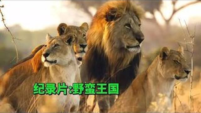 纪录片:野蛮王国#野蛮王国 #动物世界 #纪录片