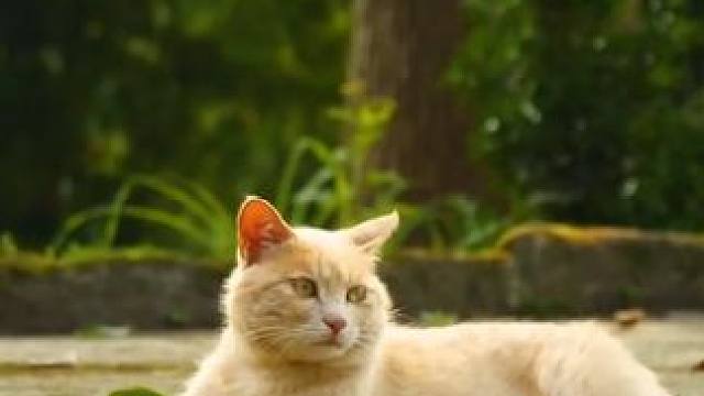 Ber？衣服护理剂还能这么用？#万万没想到  #小妙招 #自然奇境科普季  #金纺柔顺剂抗皱防褪色 