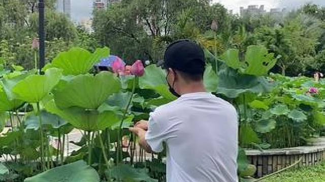 看到荷花试试这样拍，简单一招教你拍出高级好看视觉冲击唯美感大片。#手机摄影 #拍摄技巧 #荷花 #夏