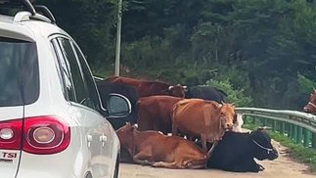 牛大哥打扰一下让个道#农村养牛 #实拍原视频 #乡土气息 #原生态乡村生活 #记录生活