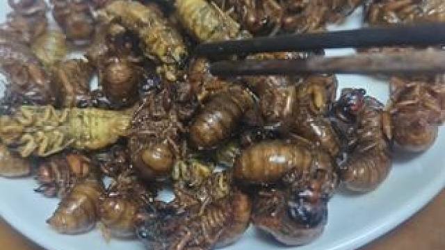 金蝉银蝉都是蝉 