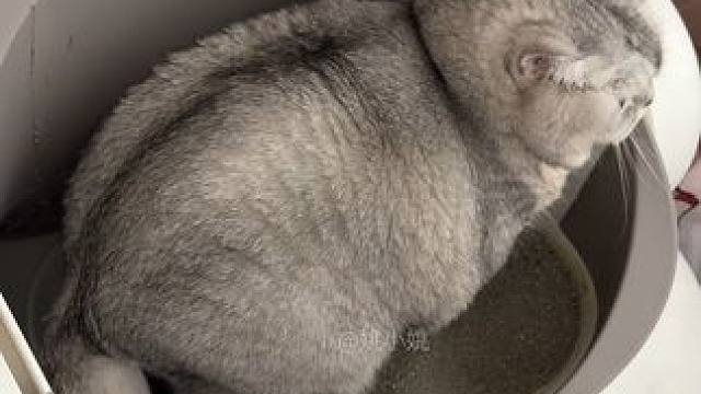 你们一般是怎么处理猫咪软便的？分享出来让我学习学习～ #小猫vlog #自律小猫 #记录猫咪日常 #