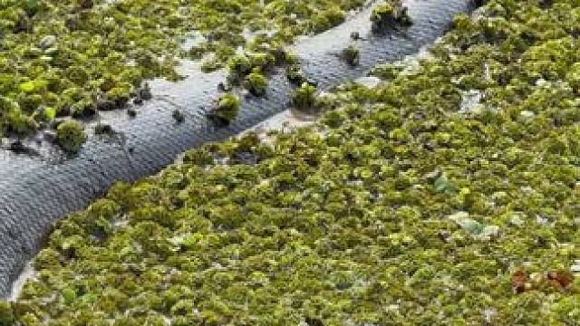 亚马逊禁区 #科普