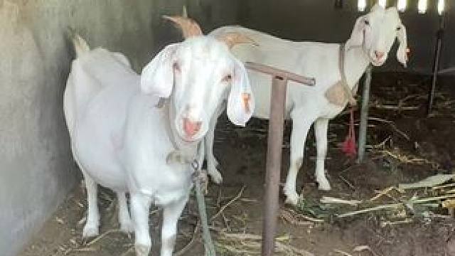 这人怕是有病  #动物零距离 #动物的迷惑行为 #快乐的小羊羔