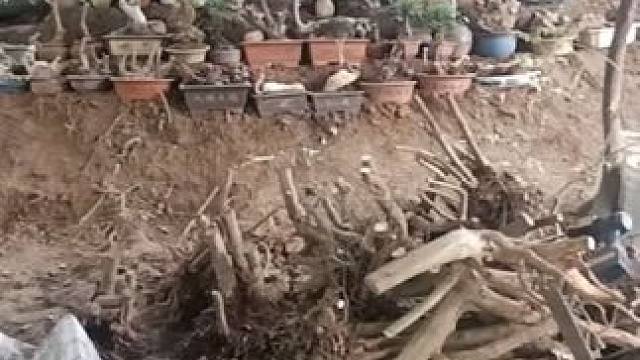 #盆景艺术 #老桩 #盆景