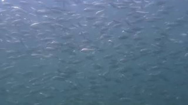 谁说青岛潜水没东西看？#潜水#青岛潜水#潜水教练#八大峡#鱼群风暴