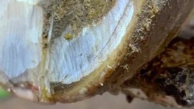 牛蹄的压力在源源不断释放，看小哥如何解决#解压#修牛蹄 #瓜子二手车