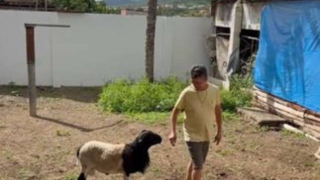 小羊顶人 #国外视频分享 #奇妙的动物 #宠物