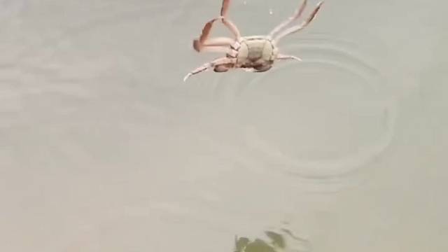 #户外捕鱼大队 #捕鱼河边随拍 #捕捞现场  #丝网捕鱼