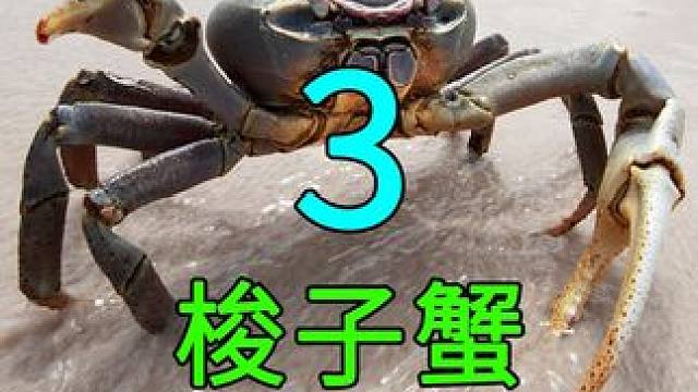 <第3/3集>梭子蟹的秘密，养殖过程大开眼界 
