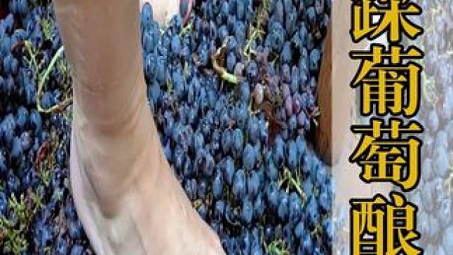 高端的葡萄酒竟是用脚踩出来的，网友：这可真有味道 #科普 #涨知识 #葡萄酒