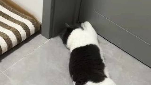 自娱自乐的小猫 #萌宠