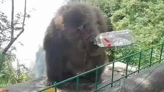 #野生动物零距离