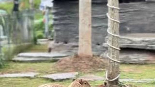 幼年卡皮巴拉已稳如磐石，小水豚：吃也行，饿也行！