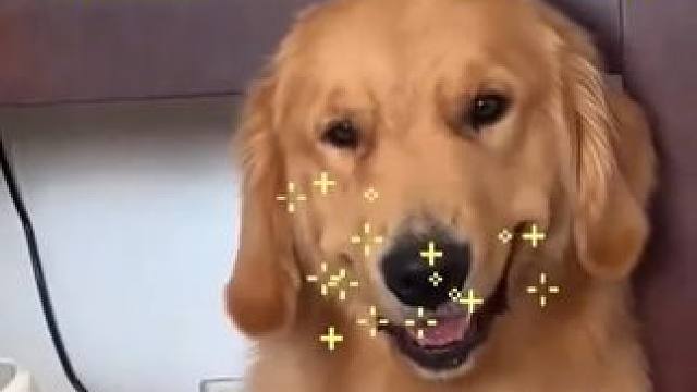 镜头感极强的小狗，网友：表情管理绝了！