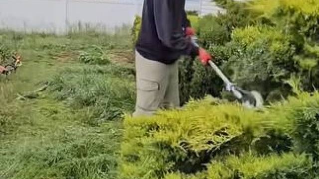 高薪庭院园林修剪师工作！ #园艺生活 #解压视频#解压 #神奇的闲鱼#闲鱼省钱神券